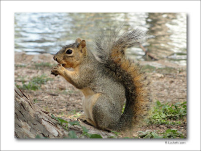 Squirrel at Comal River, New Braunfels