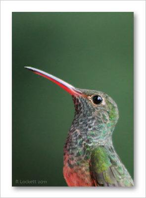 Buff-bellied Hummingbird