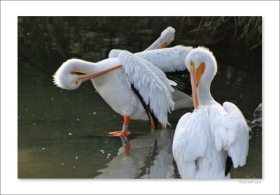 White Pelicans