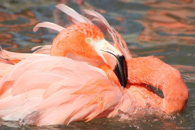 Flamenco flamingo!