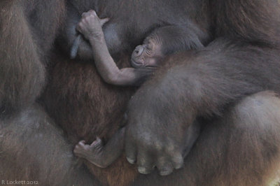 Safe in the arms of mom