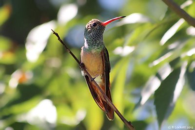 Our resident hummingbird