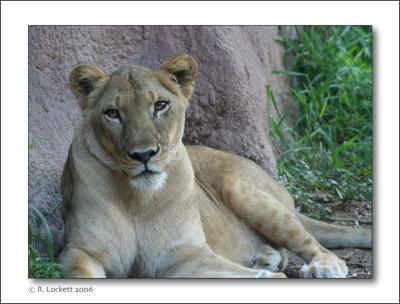 gentle gaze of a lioness