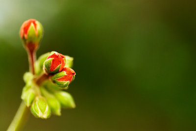 Flower, Cyprus
