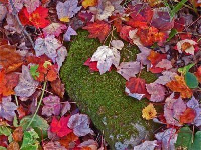 Rock and leaves