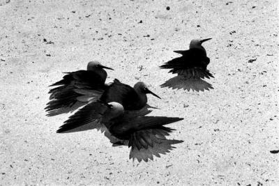 Black Noddy Terns