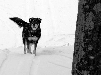 Hunter  in the Snow
