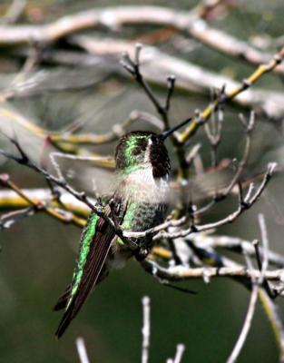 Hummingbird 24