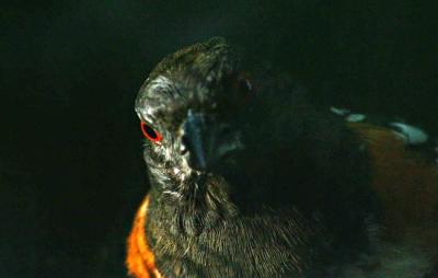 Looking In