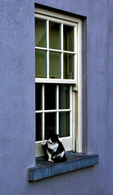 Kells - Cat in the window