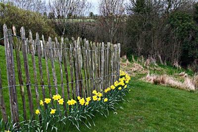 Fence and Daffodils