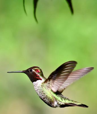 Hummingbird 28