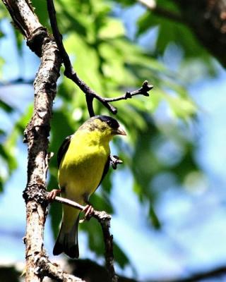Goldfinch3