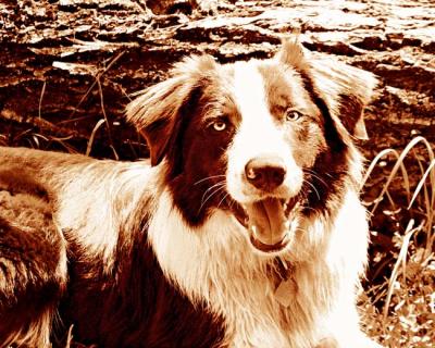 Roy in Sepia
