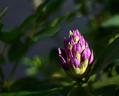 Rhododendron