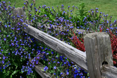 Fence & Flowers