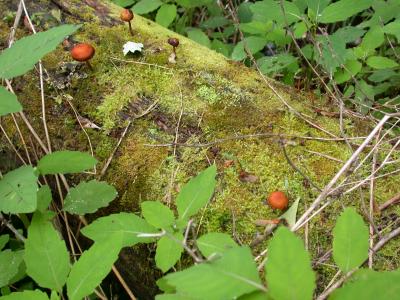 Moss, mushrooms on the log