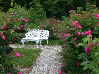 Rest in the rose garden