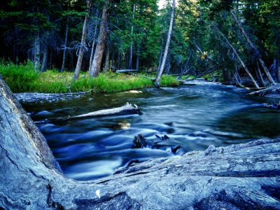 Secluded Yellowstone Stream