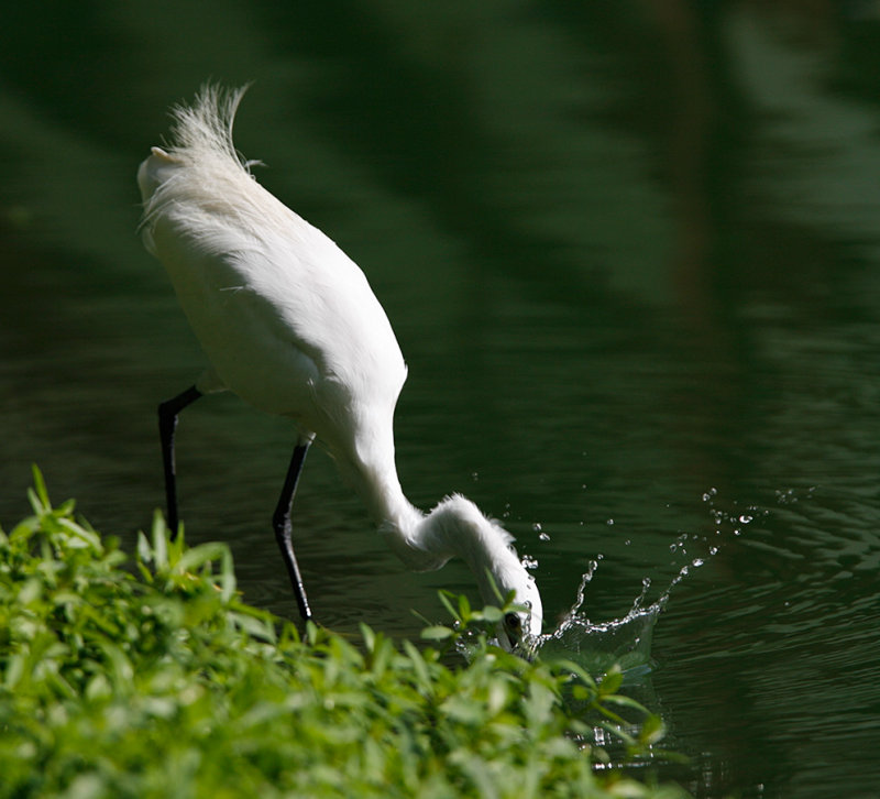 Little Egret