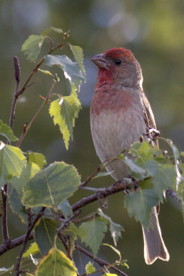 Common Rosefinch / Rosenfink (male/hane)