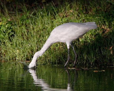 Little Egret head-dip