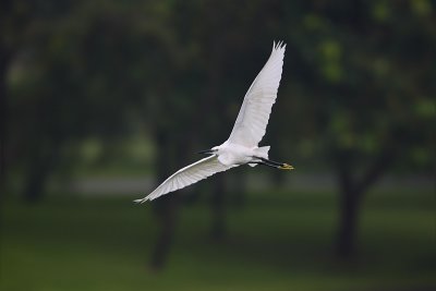 Little Egret