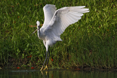 Little Egret with his catch
