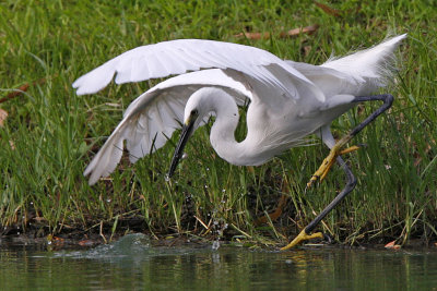 Little Egret