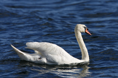 Mute Swan / Knlsvan