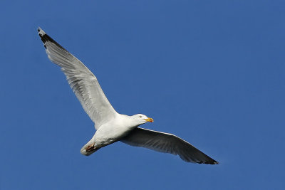 European Herring Gull / Grtrut