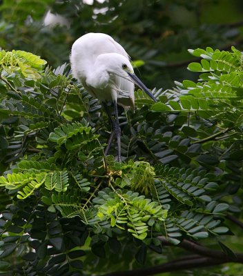 Little Egret