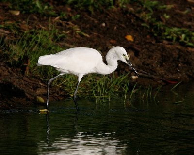 005 - Little Egret