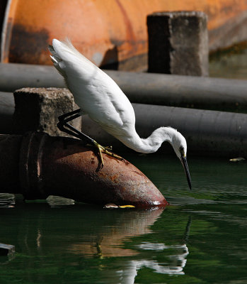 Little Egret