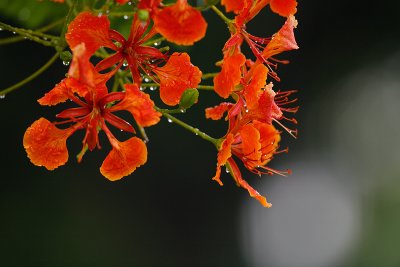 Red Flower-001.jpg