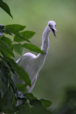 Little Egret