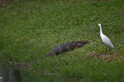 Little Egret and Water Monitor