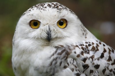 Snowy Owl