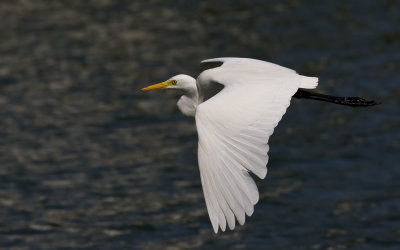Intermediate Egret _H2K1095.jpg
