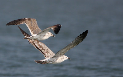 Heuglin's Gull (second and first winter?)