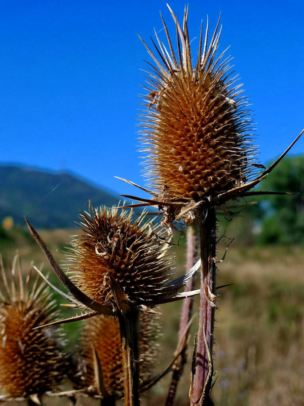 Thistles