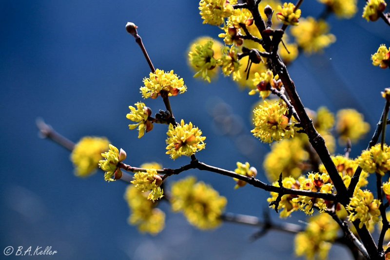 Spring in Bulgaria 2012