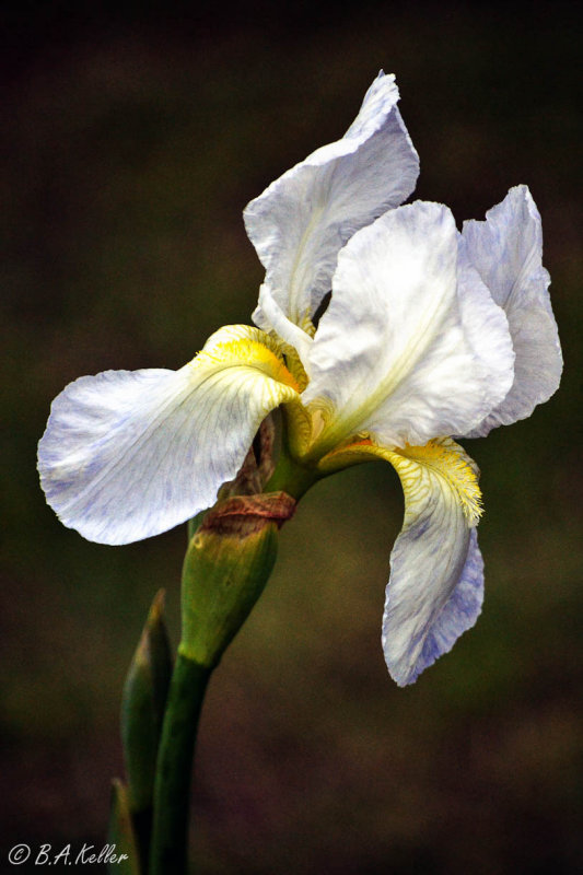 Lily of Greece