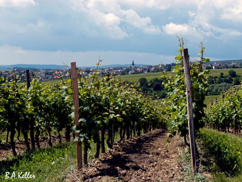 Steinberger Lage mit Blick nach Hallgarten