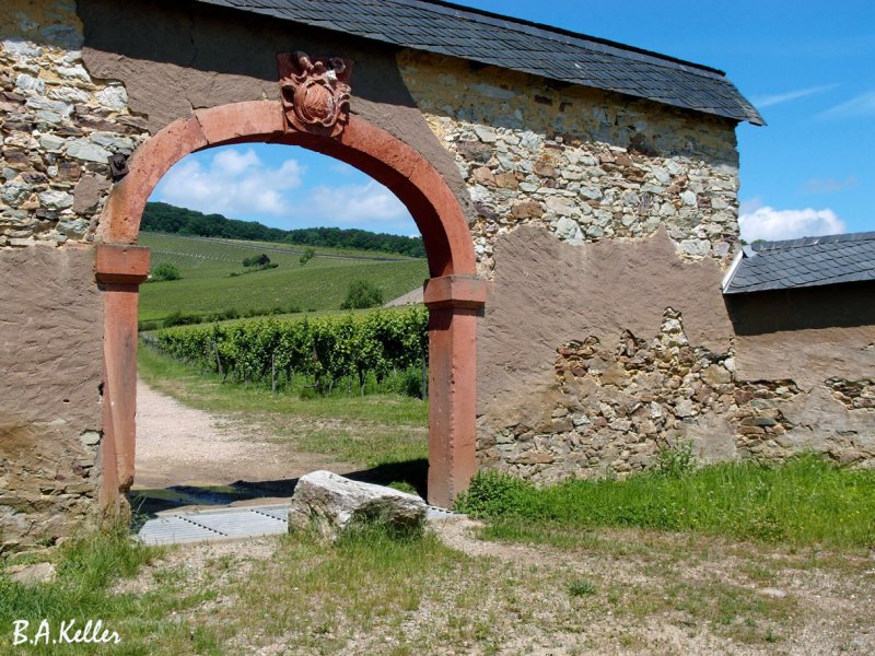 Weinberge und Tor