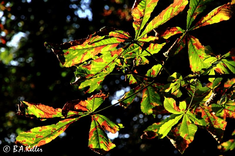 Chestnut tree..