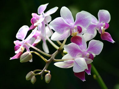 IMG_2858_crop.jpg