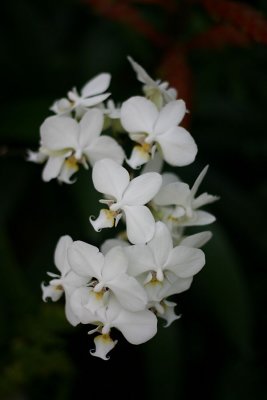 Orchids