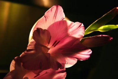 MORE IMAGES
