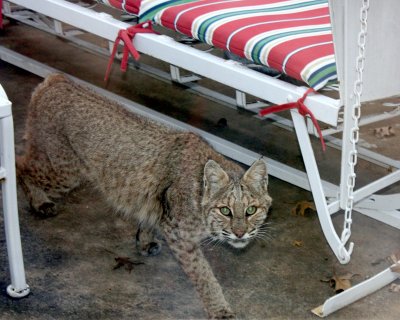 Wild Bobcat on the patio. Early morning.